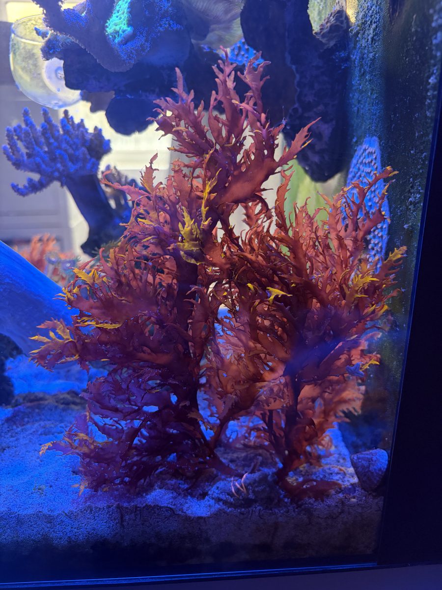 CoralBay UK - IMG 2133 e1780260412189