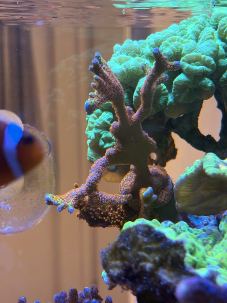 Forest Fire SPS frag coral