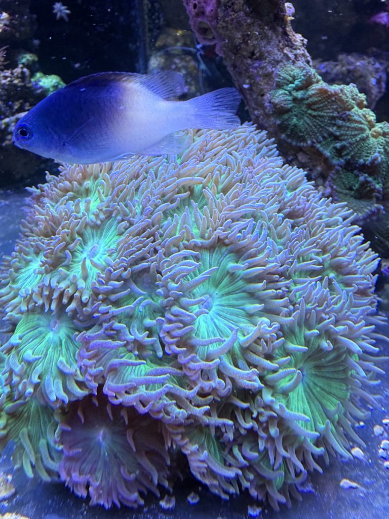 Green Duncan coral colony frag