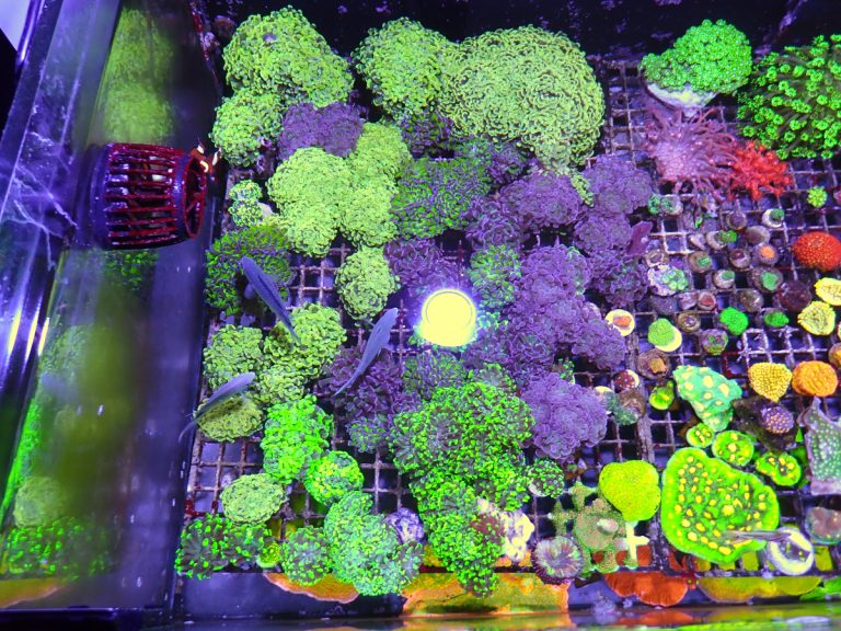 Hammer corals and other stock available