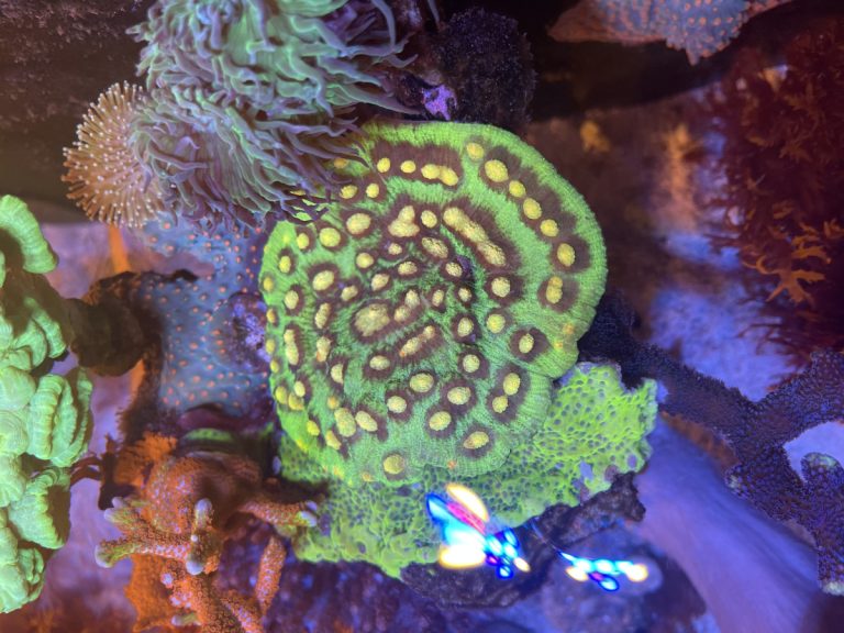 Raja Rampage mini colony coral frag