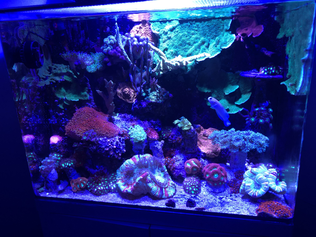 CoralBay UK - full tank breakdown in Lincoln UK