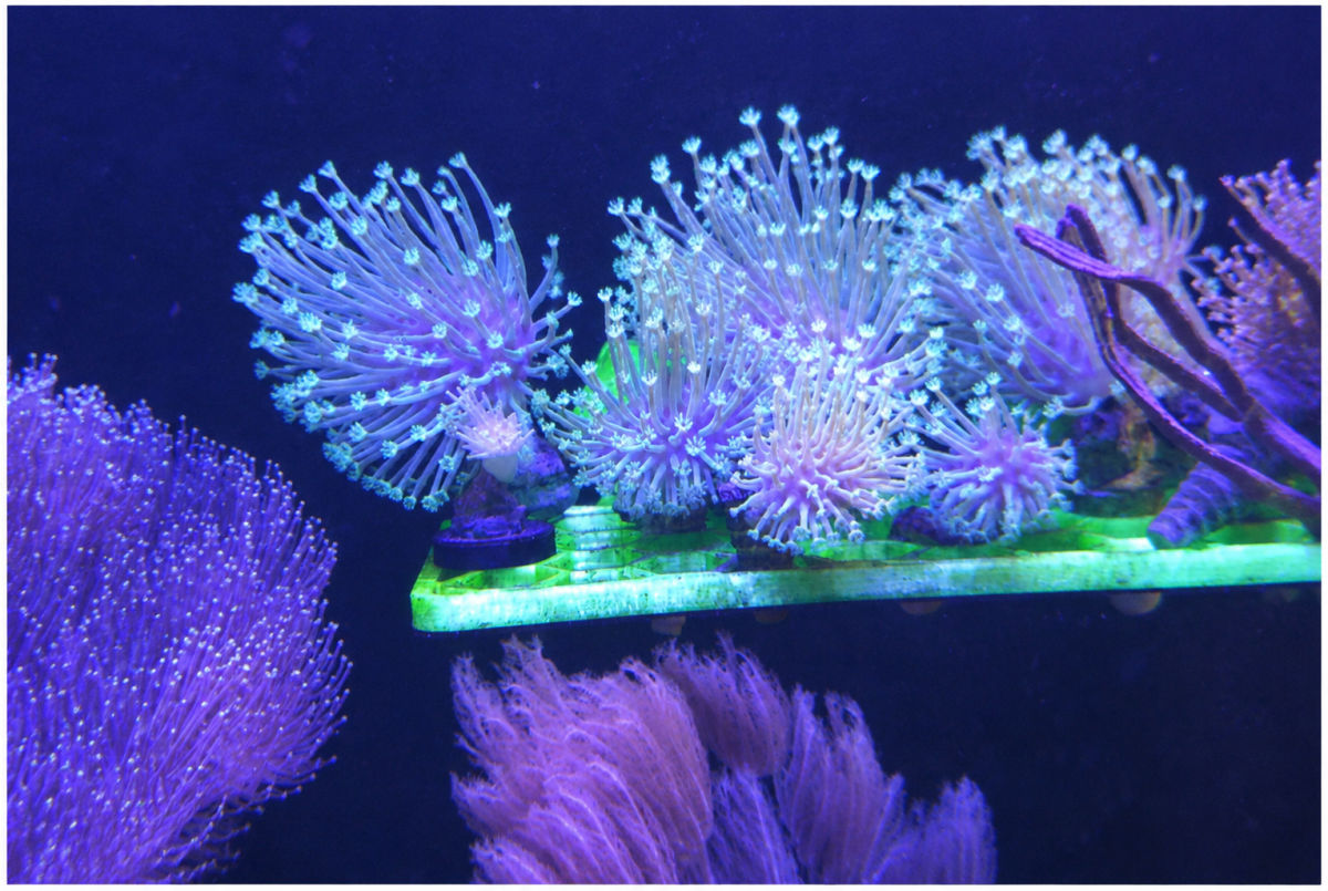 CoralBay UK - japanese softcoral