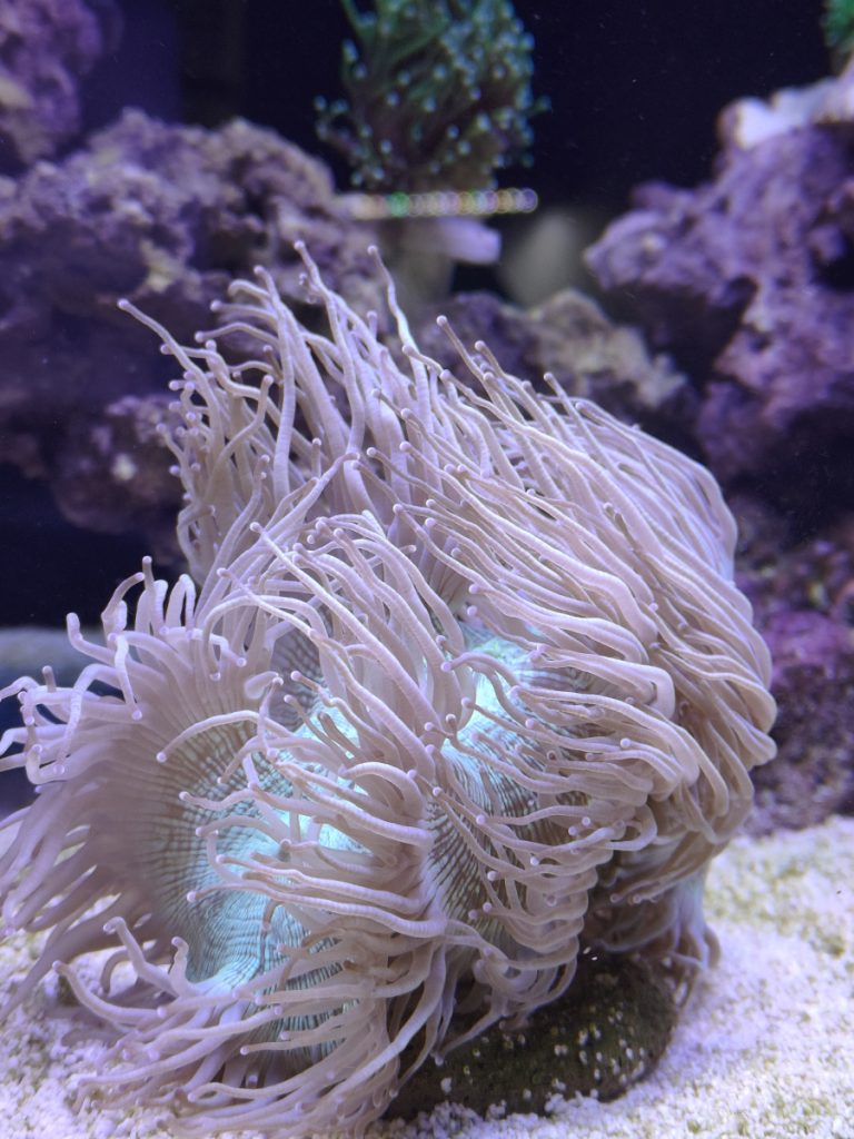 Elegance coral frag