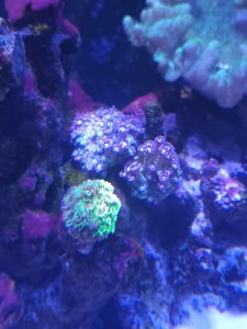 CoralBay UK - 20260523 124121 e1780766647633