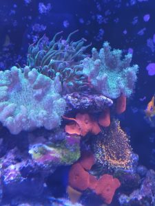 CoralBay UK - 20260523 125322 e1780766636344