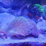 CoralBay UK - 20260523 164223 e1780766586949
