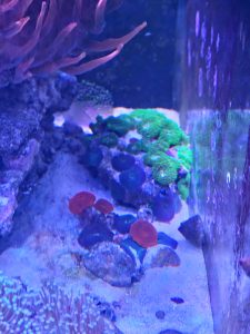 CoralBay UK - 20260523 164228 e1780766659782