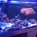 Full tank breakdown in Northampton by CoralBay Reefer 174