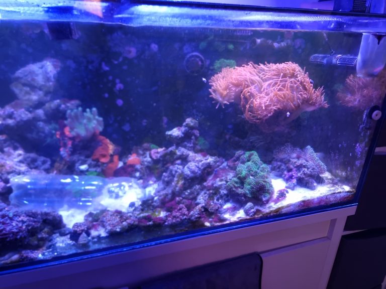 Full tank breakdown in Northampton by CoralBay Reefer 174