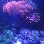 CoralBay UK - 20260531 102758 e1780766606592