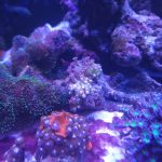 CoralBay UK - 20260531 134925 e1780766618357