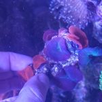 CoralBay UK - 20260531 142742