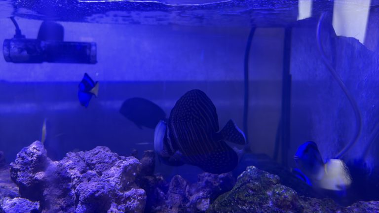 CoralBay UK - 3894C5B9 0299 4595 BBDA 1FBD0FB63111