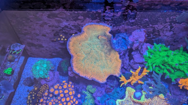 Tropic Thunder Monti coral frag