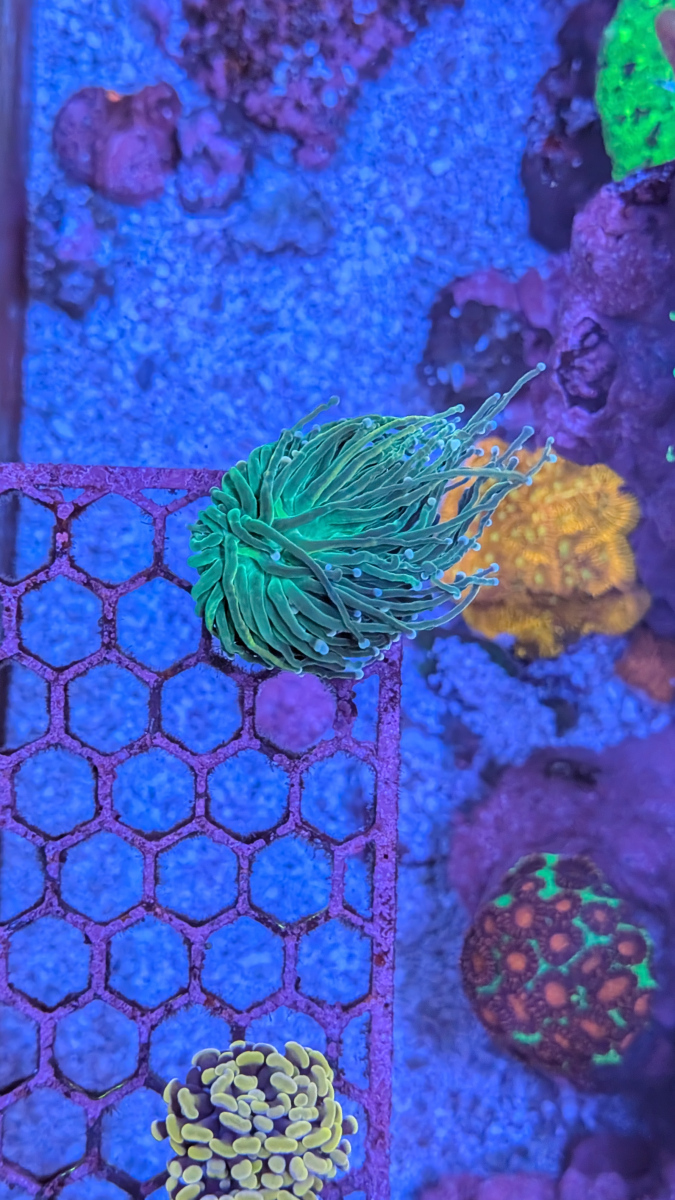 Pink Tip Grail coral frag
