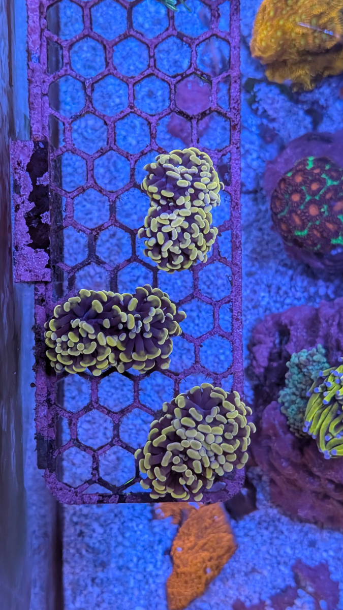 Orange Hammer (double)) coral frag