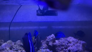 CoralBay UK - CC74CC35 668C 4C1F B76F 1FE6FEE1A056