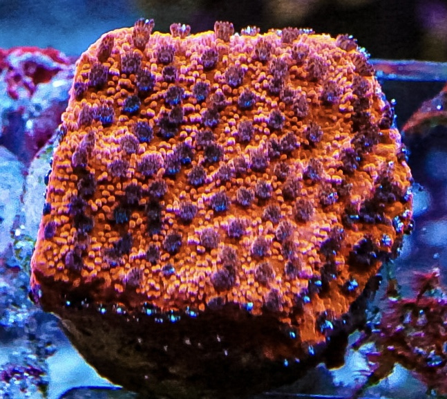 CoralBay UK - DSC03783