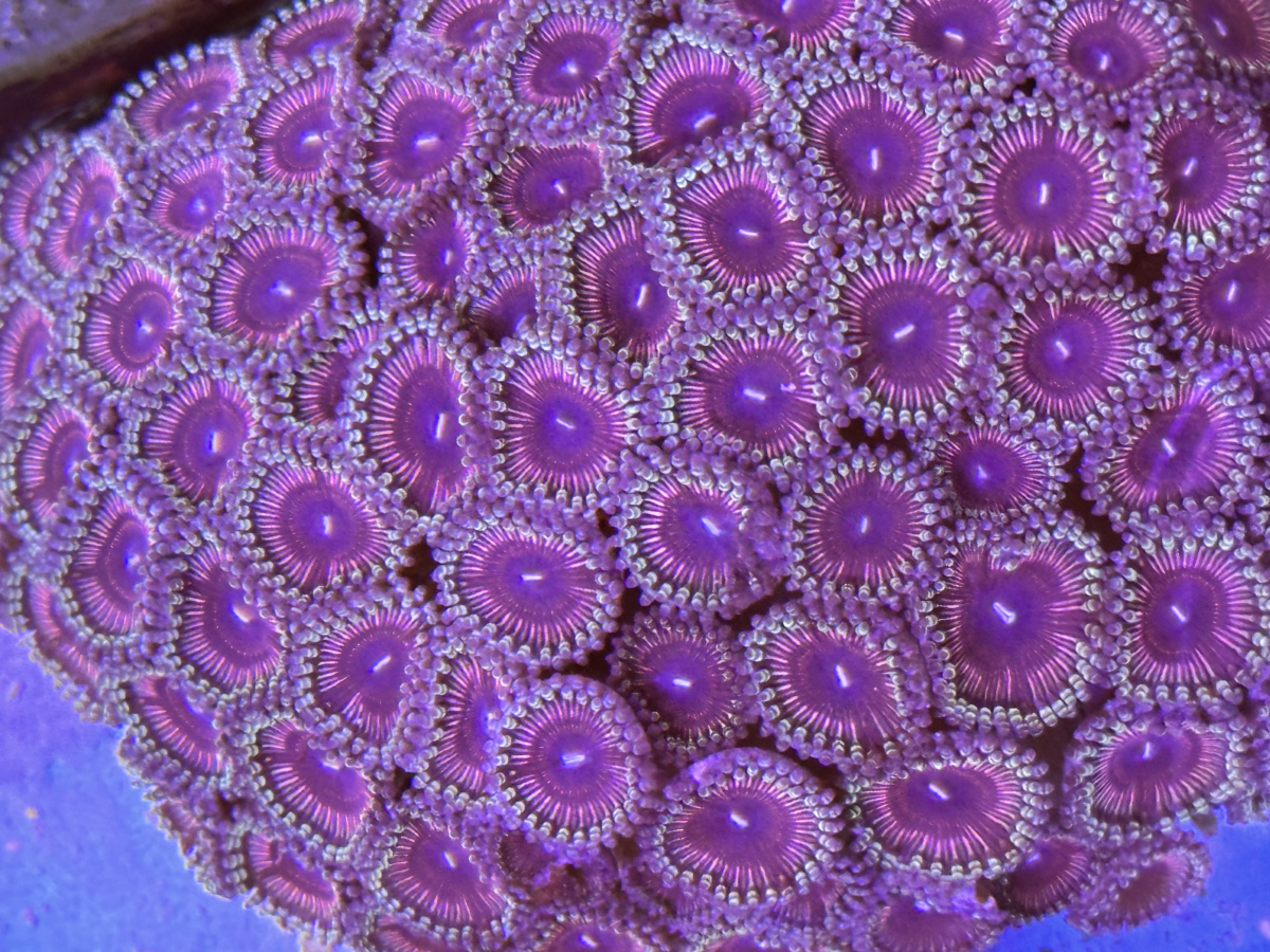 CoralBay UK - IMG 0388