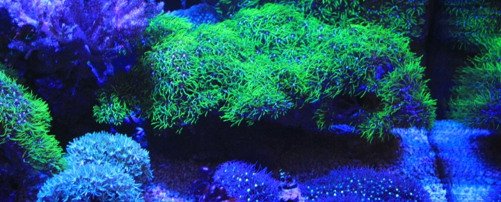 Green Star Polyp Community, on Live Rock – 25cm x 15cm – perfect for fragging coral frag