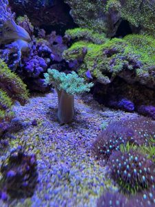 Green Kenya Tree coral frag