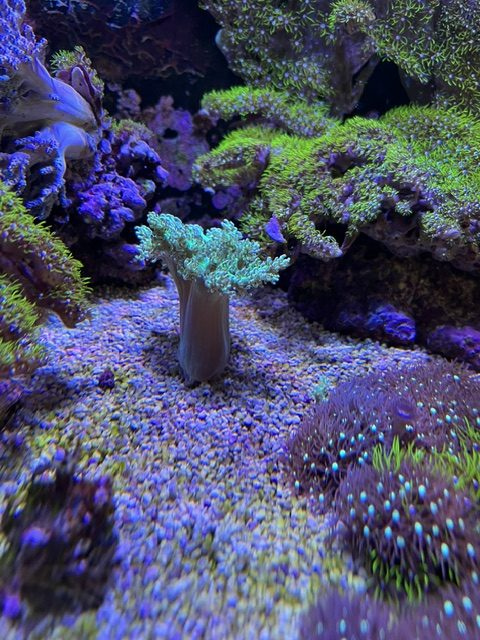 Green Kenya Tree coral frag