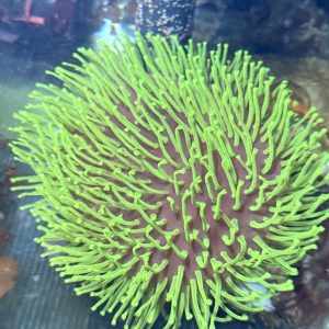 Weeping willow / Japanese toadstool, Long tentacle toadstool coral LARGE