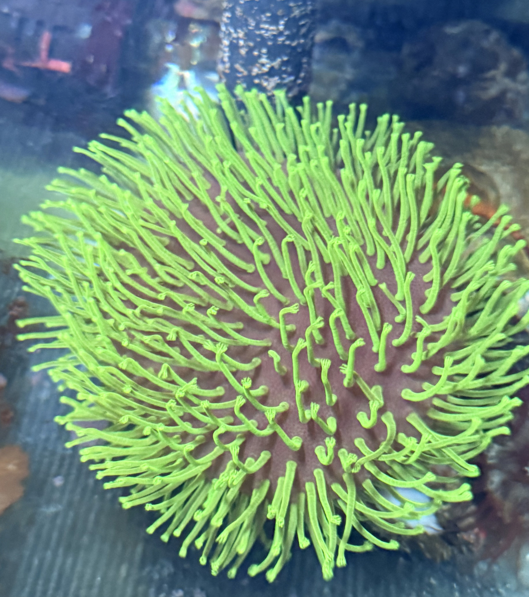 Weeping willow / Japanese toadstool, Long tentacle toadstool coral LARGE