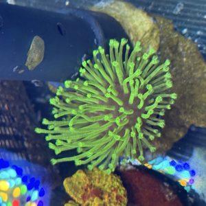Weeping willow / Japanese toadstool, Long tentacle toadstool coral