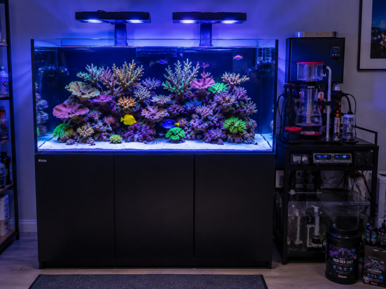 CoralBay UK - entire tank setup