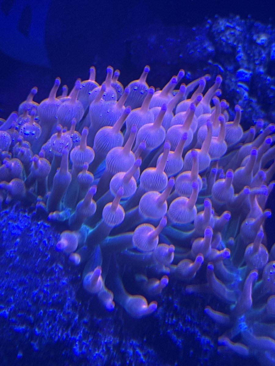CoralBay UK - image 1 e1781549135466