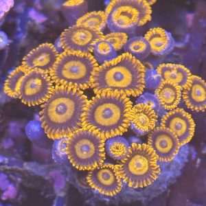 Orange oxide zoa colony