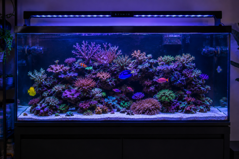 CoralBay UK - mock tank breakdown