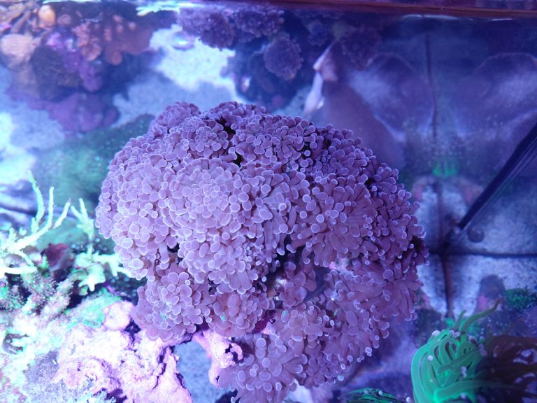 CoralBay UK - 1000044106