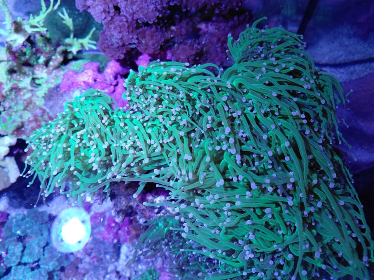 CoralBay UK - 1000044107