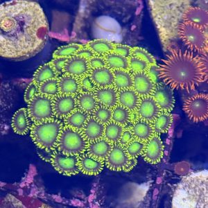 Zoanthid coral colony - radioactive zoa