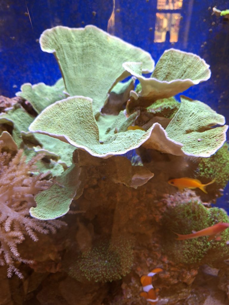CoralBay UK - 1000012001