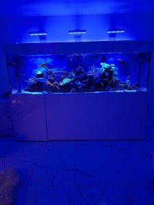 CoralBay UK - 1000013566