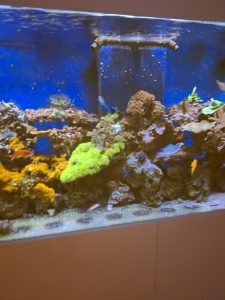 CoralBay UK - 1000013567