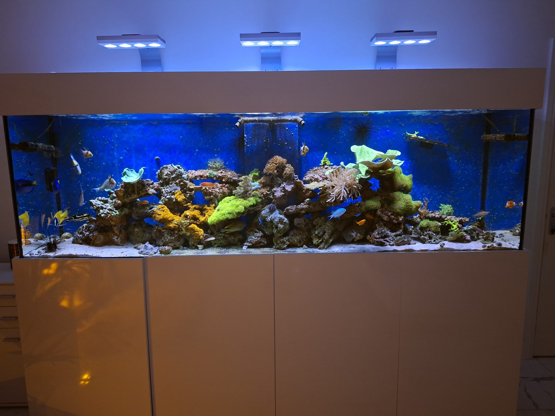 CoralBay UK - 1000013568