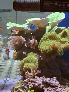 CoralBay UK - 1000013579
