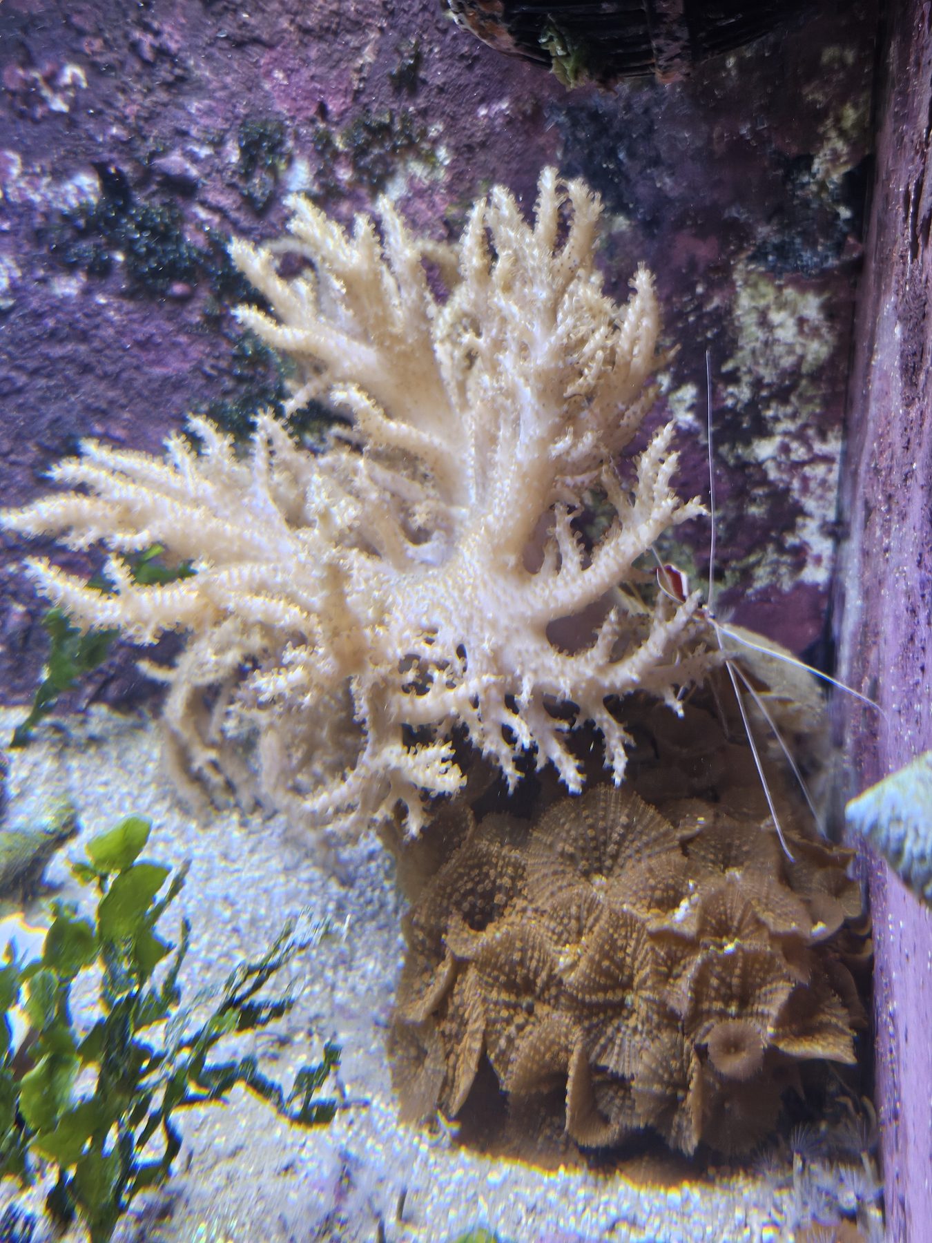 CoralBay UK - 1000036791