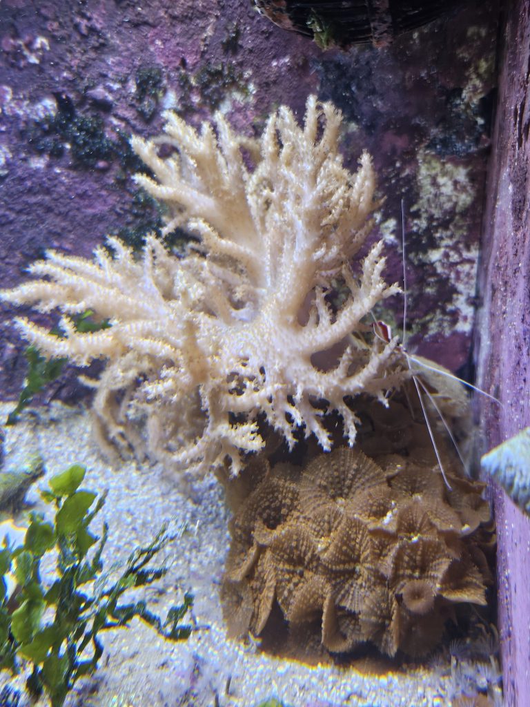 CoralBay UK - 1000036791
