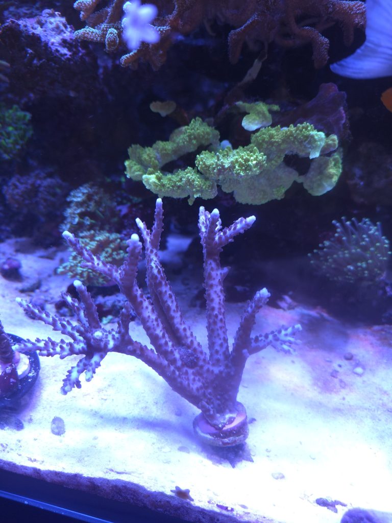 Large Blue stag acropora coral frag