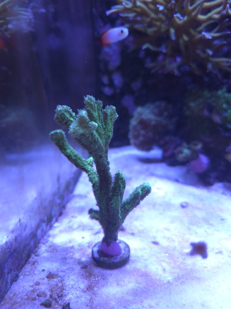 Hydnophora Rigida ultra green coral frag