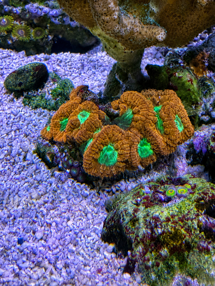 Coral from CoralBay Reefer 276