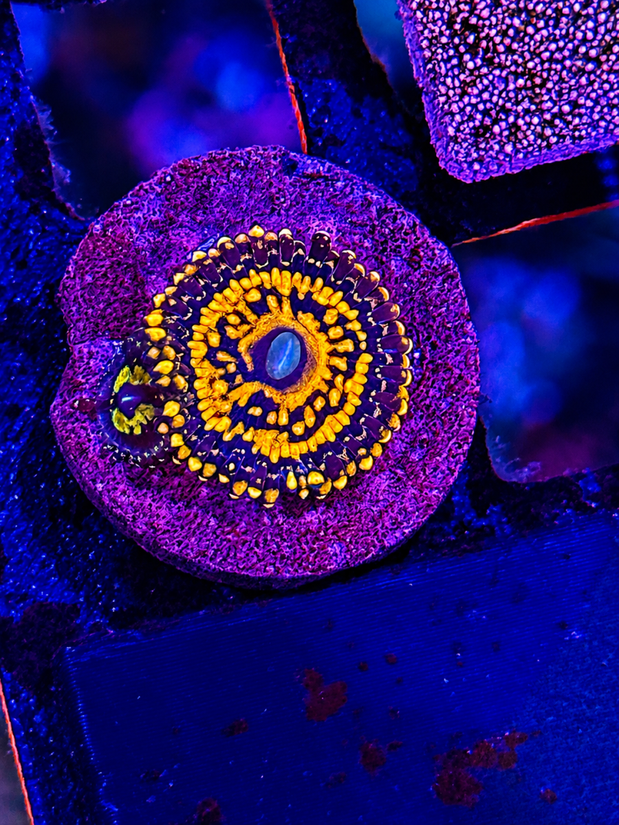 Coral from Artur Dziwniel