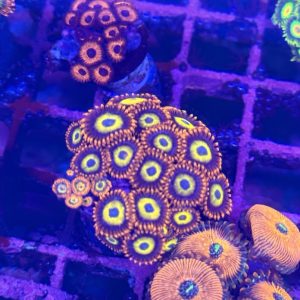 CoralBay UK - BBED zoanthid colony