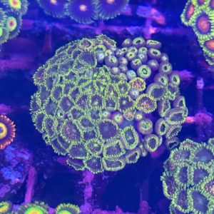 CoralBay UK - Blackberry voodoo big colony